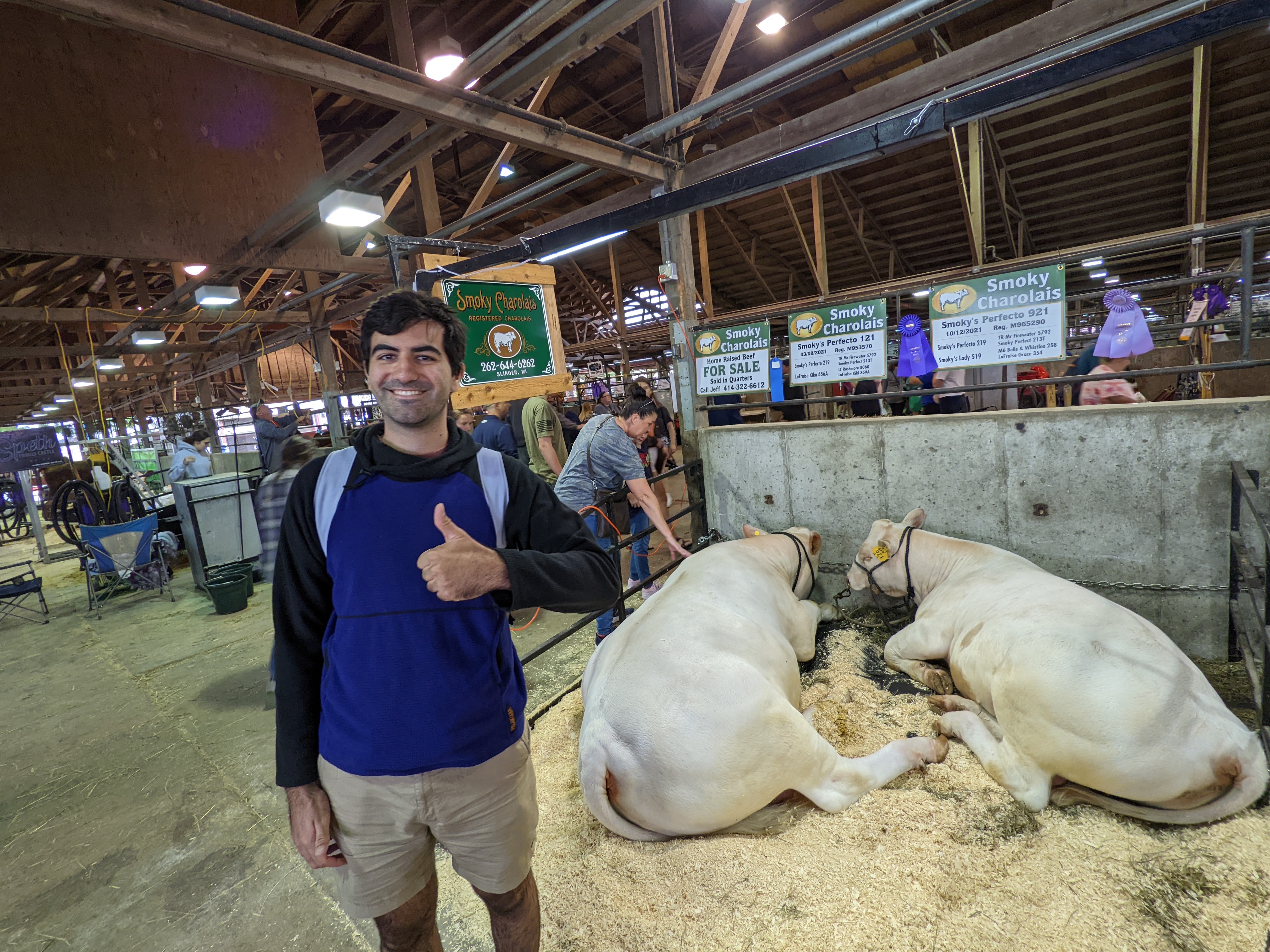 A man in a sweatshirt and shorts giving the camera a thumbs-up while standing in front of two white cows that are facing away from him. The cows have ribbons on their enclosure indiciating their status as state fair champions.